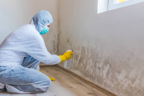 Licensed Mold Inspection service in Bolingbrook, IL - WQB Mold Removal